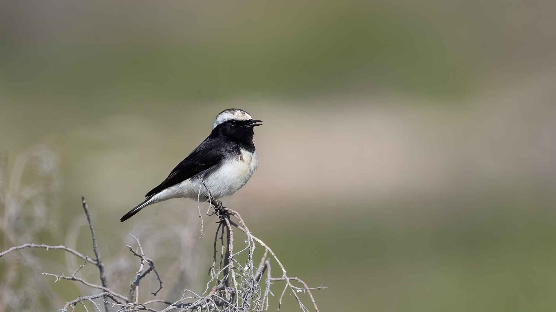 Cyprus Wheatear